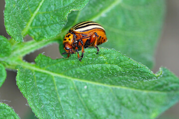 Colorado potato beetle (Leptinotarsa decemlineata) eats potato leaves, close-up.