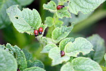 The larvae of Colorado Potato Beetle (Leptinotarsa decemlineata) on damaged potato leaves