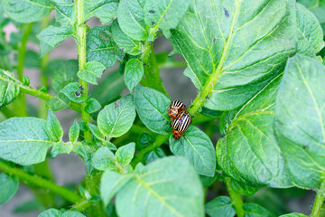 Colorado beetle copulate and eating green leaves of potato bush. Insects pests eats potato leaves. Potato bugs are mated close-up image.