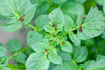 The larvae of Colorado Potato Beetle (Leptinotarsa decemlineata) on damaged potato leaves