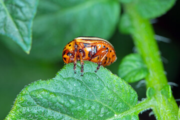 Colorado potato beetle (Leptinotarsa decemlineata) eats potato leaves, close-up.