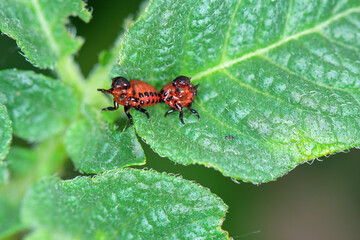 The larvae of Colorado Potato Beetle (Leptinotarsa decemlineata) on damaged potato leaves