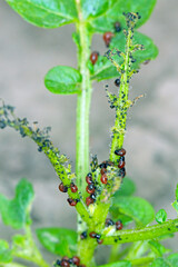 The larvae of Colorado Potato Beetle (Leptinotarsa decemlineata) on damaged potato leaves