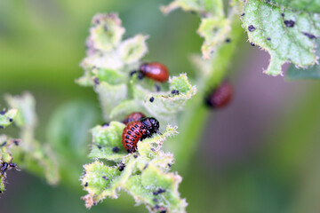 The larvae of Colorado Potato Beetle (Leptinotarsa decemlineata) on damaged potato leaves