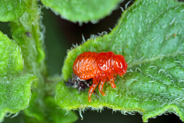 Colorado potato beetle larva during molting - shedding old cuticle.