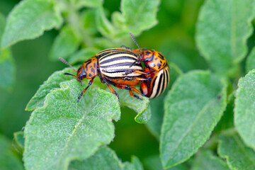 Colorado beetle copulate and eating green leaves of potato bush. Insects pests eats potato leaves. Potato bugs are mated close-up image.