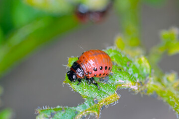 The larvae of Colorado Potato Beetle (Leptinotarsa decemlineata) on damaged potato leaves