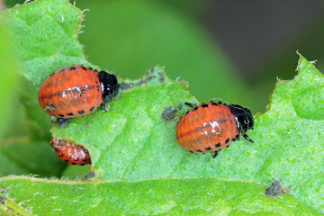 The larvae of Colorado Potato Beetle (Leptinotarsa decemlineata) on damaged potato leaves