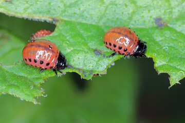 The larvae of Colorado Potato Beetle (Leptinotarsa decemlineata) on damaged potato leaves