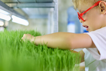 Funny curly-haired boy in red glasses cuts off sprouted grains of green wheat with scissors on a micro-greenery farm. Concept of ecological nutrition with freshly grown greens