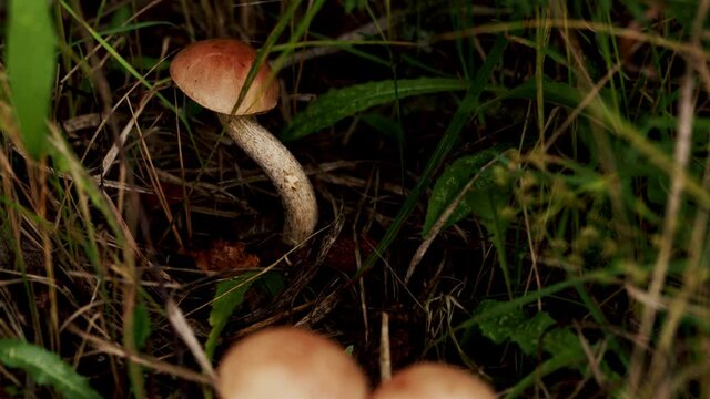 Birch bolete mushrooms, leccinum scabrum, growing in forest. Mushroom, leccinum versipelle, grows in the grass in the forest.