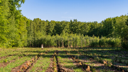 A hunting stand at a clearing in the Quellenhang am Lintorfer Mark forest in Ratingen, North Rhine-Westphalia, Germany