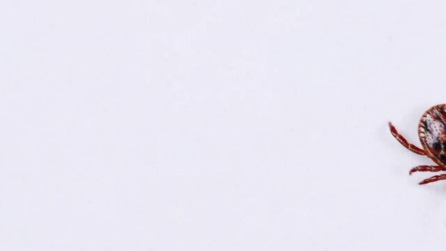 Adult tick crawling on a white background. Tick causing lyme desease and borreliosis.