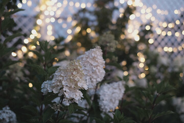 white flowers with lamp background