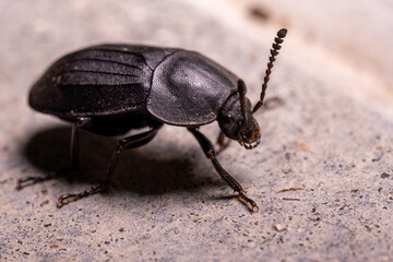 A large black beetle is a barbel or woodcutter, close-up.