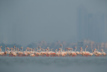Greater Flamingos wading at Eker creek in the morning, Bahrain