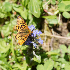 Boloria selene | Le Petit collier argenté ou Boloria à taches argentées. Papillon de face dorsale fauve orangé ornée de chevrons marron à points argentés