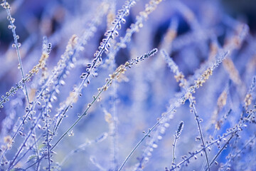 Common Agrimony plant