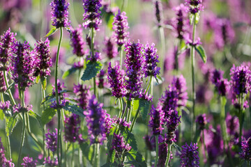 Betony plant