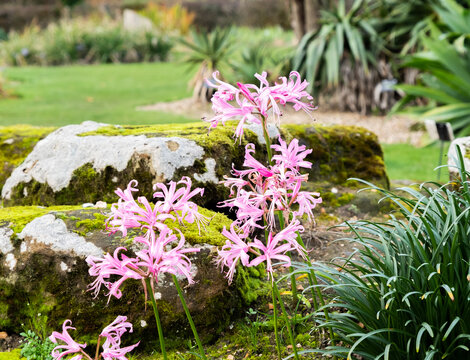 Flowering Nerine Bowdenil or Cornish Bowden Lily flowers growing in Cambridge Botanical Gardens