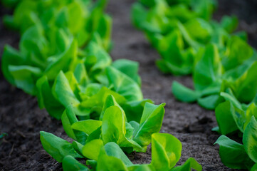 Italian greenhouse with rows of young organic green lettuce salad plants