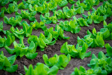 Italian greenhouse with rows of young organic green lettuce salad plants