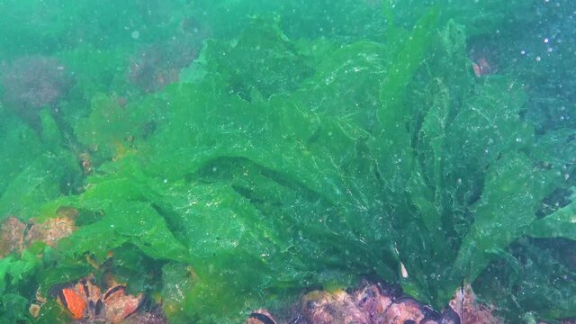 Black Sea green and red algae (Enteromorpha, Ulva, Ceramium, Polisiphonia, Cladophora) on rocks in the Black Sea