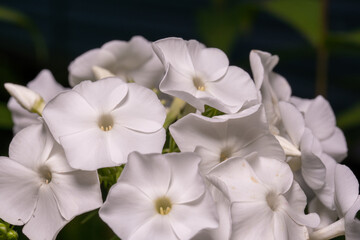 White bouquet of Phlox flowers close-up.