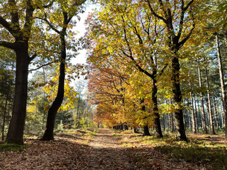 Panorama autumn scenery at the Sallandse Heuvelrug