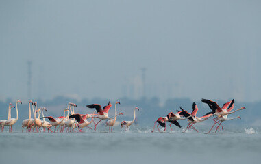 Naklejka premium Greater Flamingos takeoff at Eker creek, Bahrain