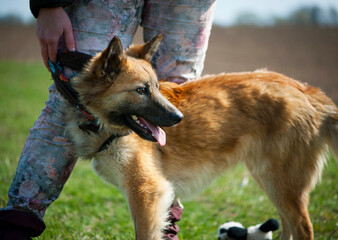 Beautiful red-haired dog. big fluffy dog, portrait, head close-up. home animal. dog with character looking away. red stray dog. animal shelter concept, care, veterinary. looks like a fox