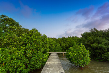 Concrete walkway in mangrove forest on tropical Koh Chang island 