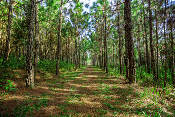 forest and hiking trails,Road in green forest