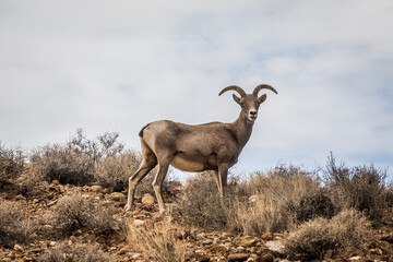 Mountain goat in Valley of Fire Park