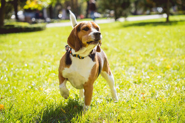 Portrait of cute beagle dog at the park.