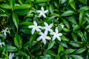 A green plant with white flowers.,Gerdenia Crape Jasmine