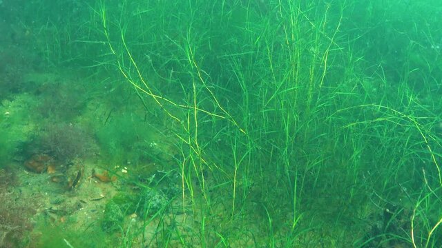The horned pondweed (Zannichellia palustris) thickets of aquatic plants in the sea estuary, Sukhoy estuary Ukraine