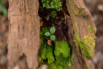 Plant growing out of tree stump 