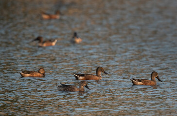 Northern Shovelers swimming at Tubli bay, Bahrain