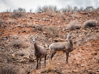 Mountain goat in Valley of Fire Park