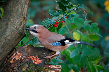 Eurasian jay collecting nuts to cache in the woods