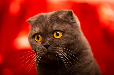 portrait of a cat. Animal. Cat. Fun 