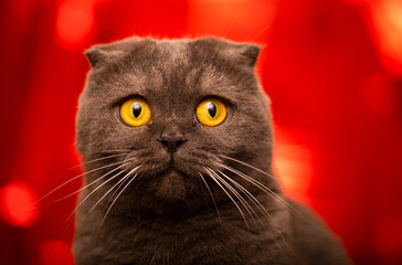 portrait of a cat. Funny photo. Cat. 