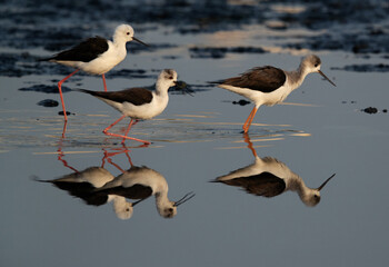 Black-winged Stilts territory fight at Tubli bay, Bahrain