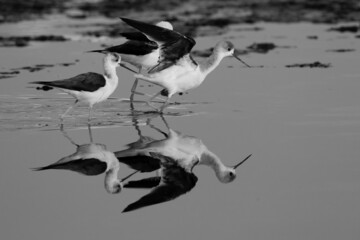 Black-winged Stilts territory fight at Tubli bay, Bahrain