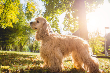 Portrait of cute american cocker spaniel dog at the park.