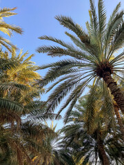 Fototapeta na wymiar Date palm trees in the oasis in Al Ain, UAE