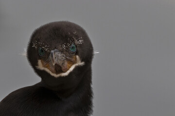 Brilliant teal blue eyes of cormorant in close up face portrait