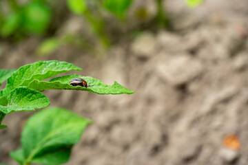 Close-up of an adult Colorado potato beetle on potato leaves. Insects, parasites, pests of agriculture