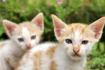 Fototapeta na wymiar two kittens on grass